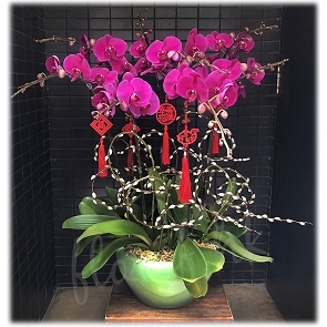 COR5  Purple Red Butterfly Orchid in Jingdezhen Pot
